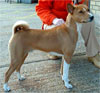 Click here for more detailed Basenji breed information and available puppies, studs dogs, clubs and forums
